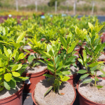 Vavrín pravý - Laurus nobilis (bobkový list) - výška 15-25 cm, kont. C2L